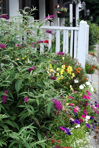 flowers in yard